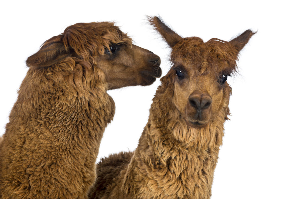 alpaca whispering gossip in another alpaca's ear against white background