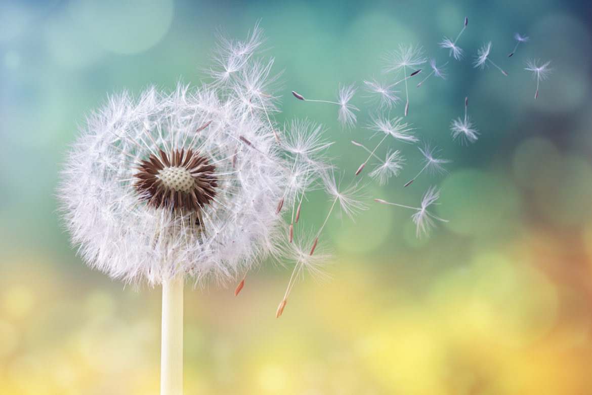 dandelion wishes as puffball seeds blow away across a fresh morning background