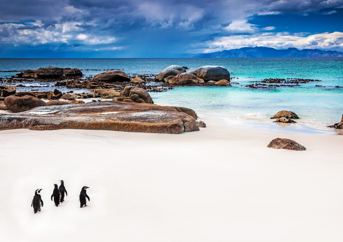 four penguins showing up on white powdery sand on shoreline by turquoise ocean