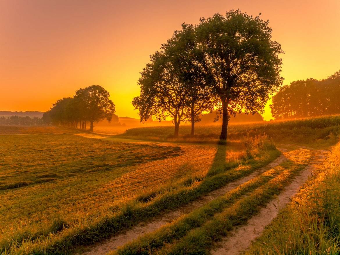 row of trees along a road to calm at sunrise on a foggy summer morning
