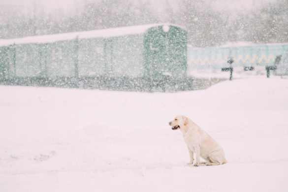 memories like Christmas miracles of love as white lab waits for company at the train station on a snowy overcast day