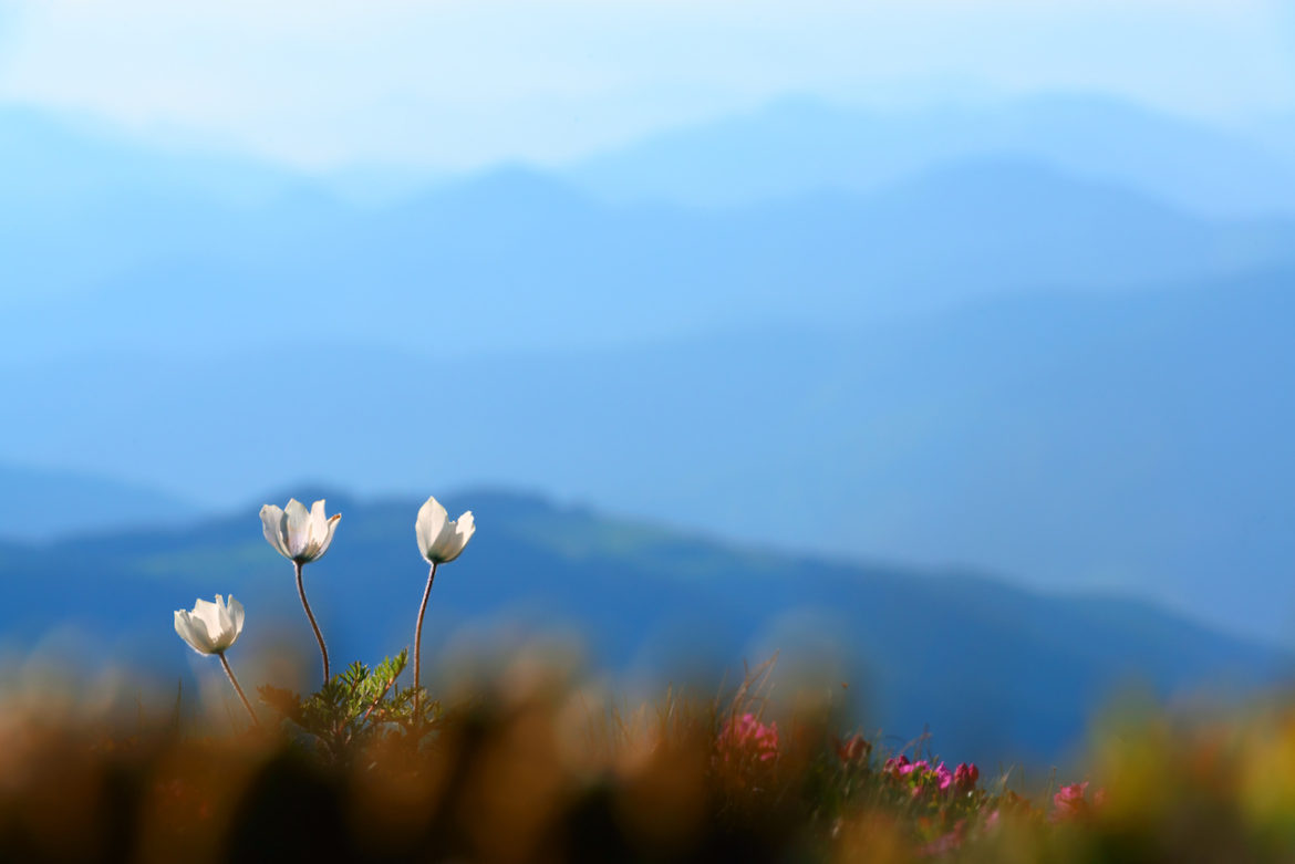 flowers on a spring lawn closeup reveals the beauty if we believe everything and anything is possible