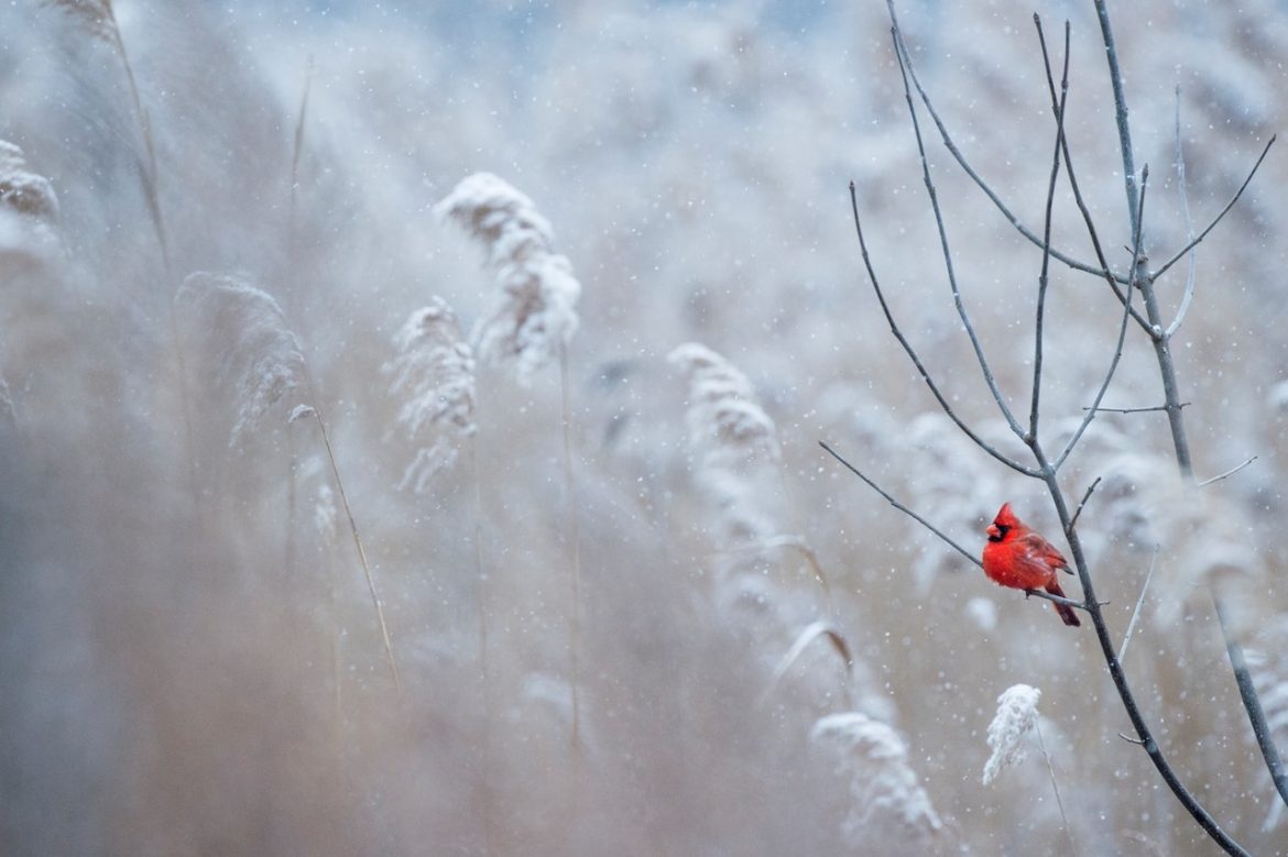 The blank page is a new day as a cardinal sways on a branch the snow falls a Christmas reflection of peace and joy