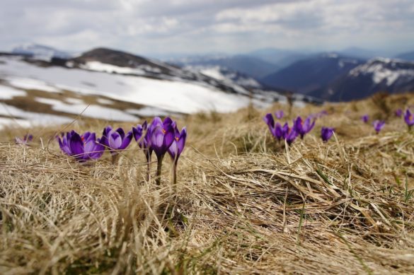 Power of Now from breakout to breakthrough the purple crocus spells beginnings pushing through the dry grass with the snow capped mountains in the foreground